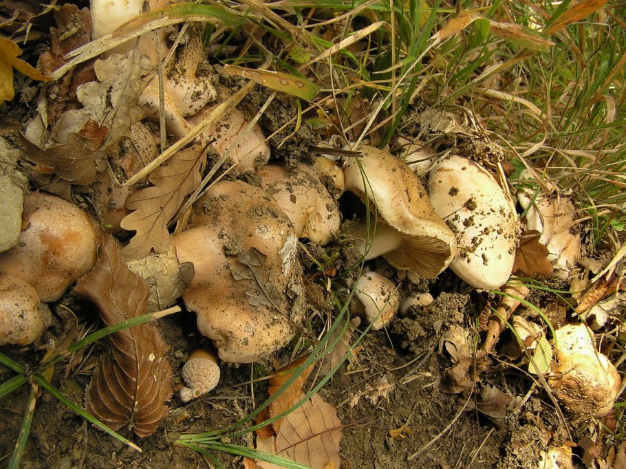 Грибы лиственного леса