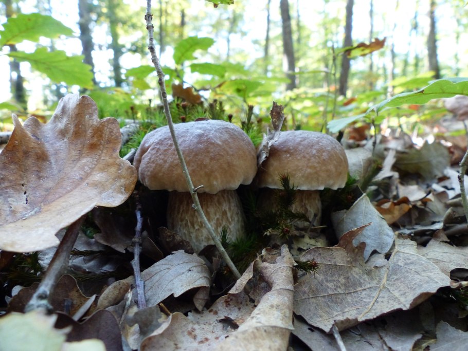 Карагодники грибы