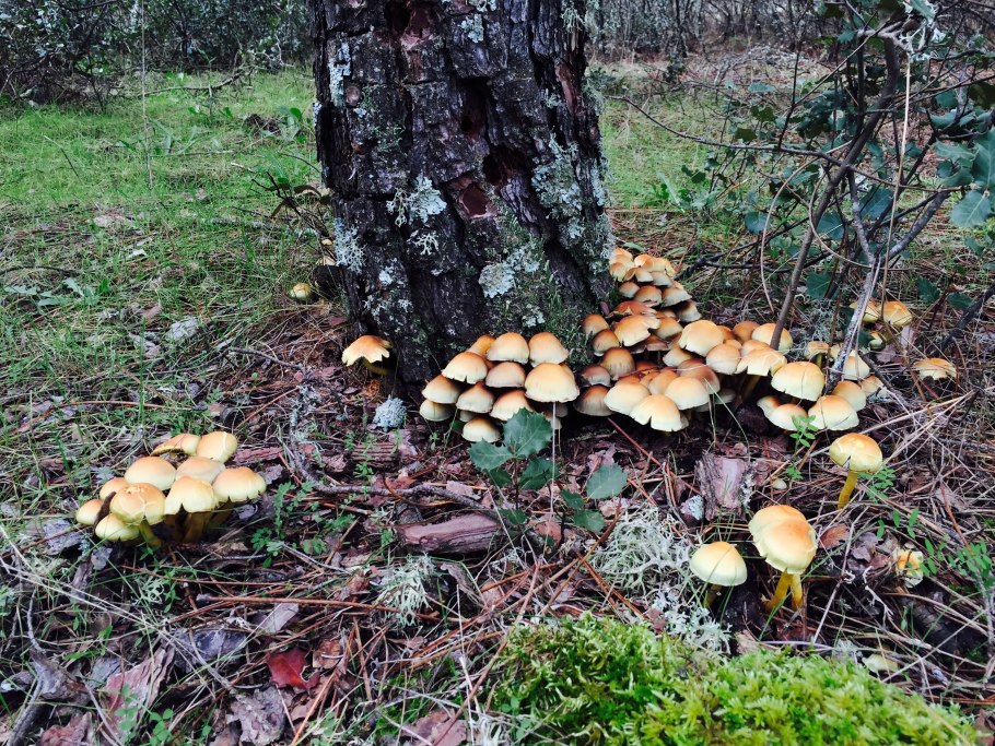 Грибы в Тамбовской области