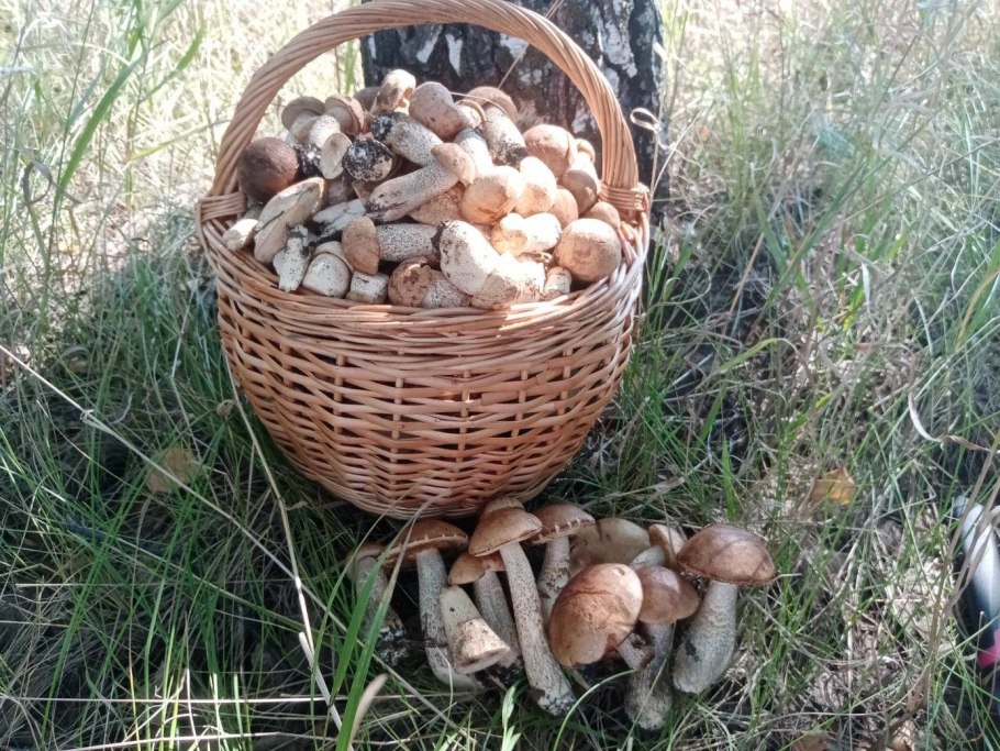 Грибы в Ленинградской области 2022