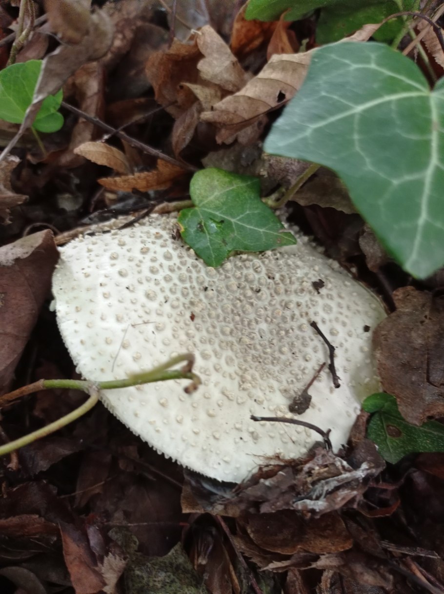 Вешенка белая Лесная