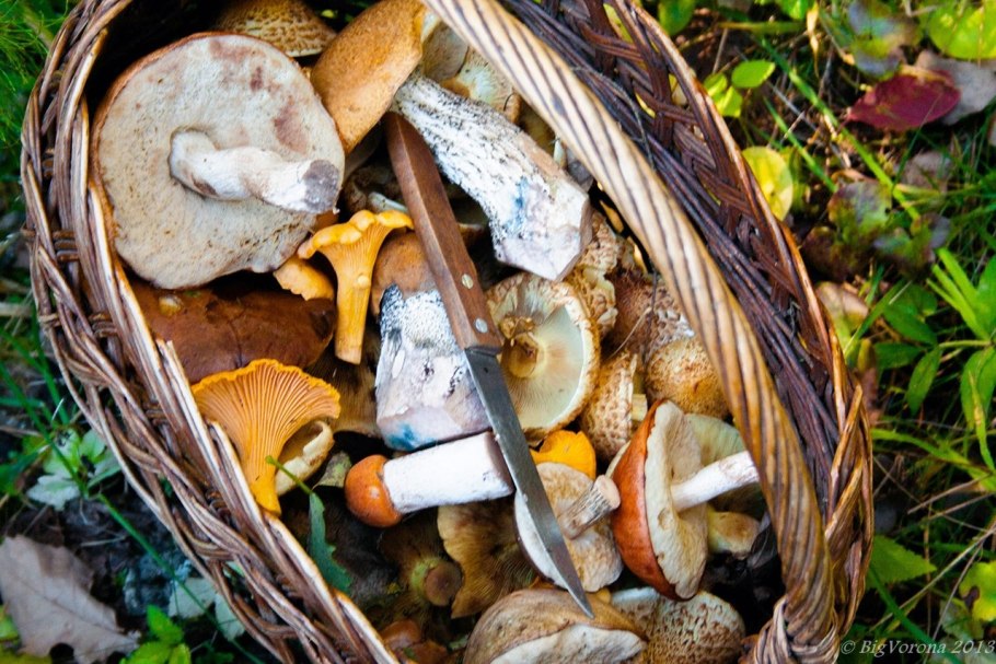 Гриб Ведьмин Боровик