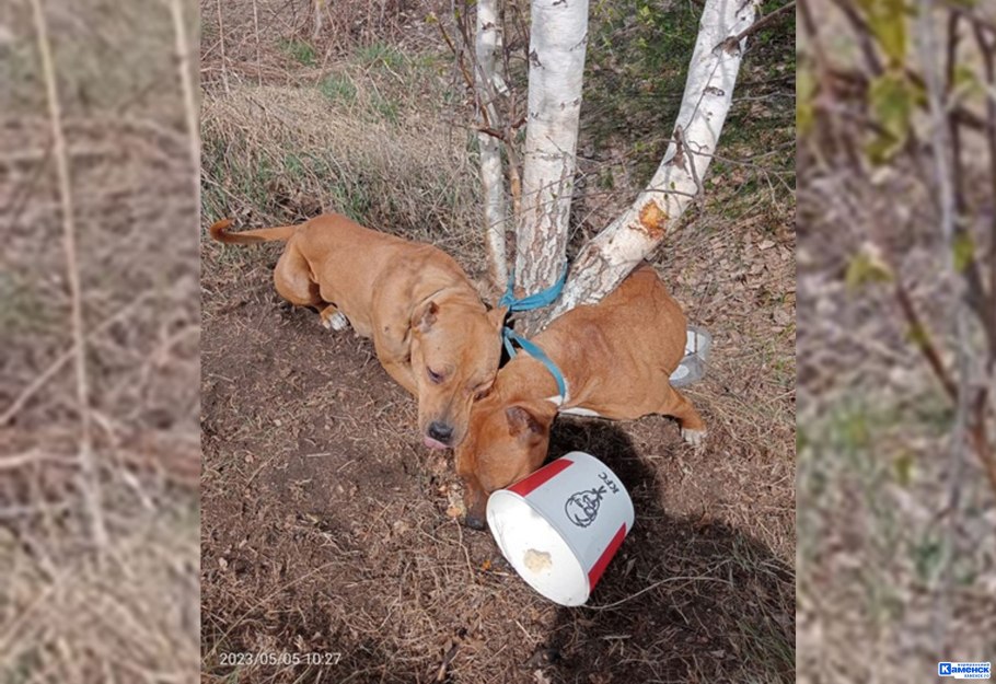 Съедобные грибы