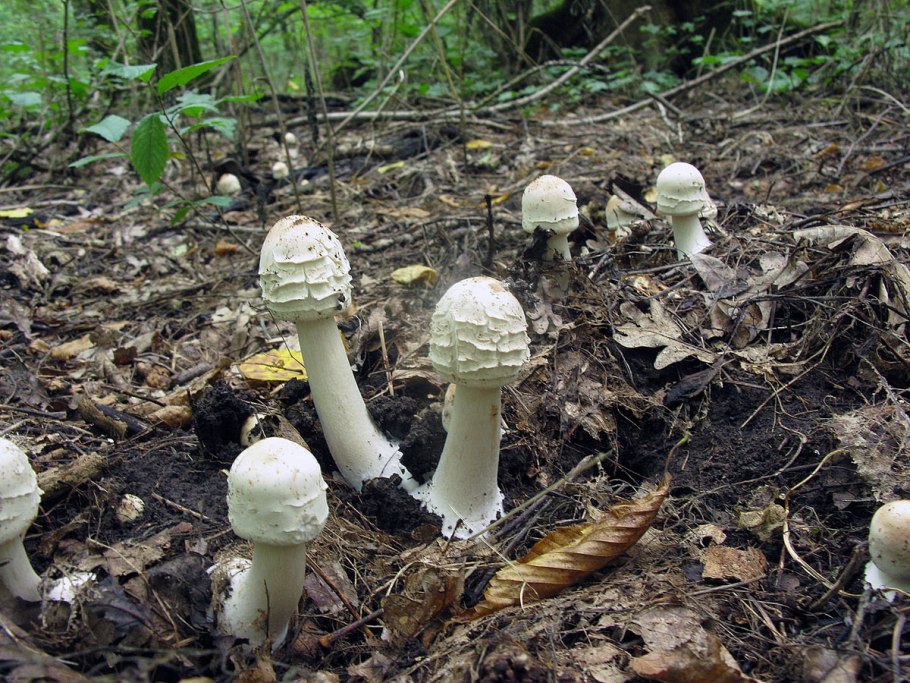 Грибы в августе