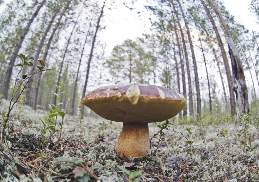 Опята рябыши