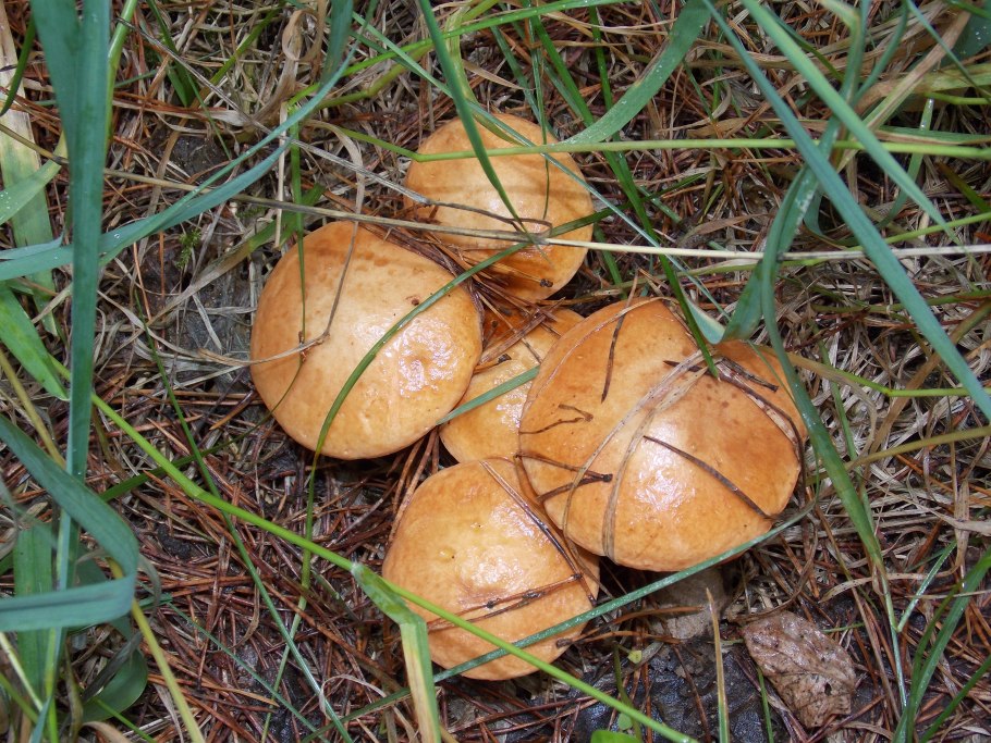 Рядовка Тополевая