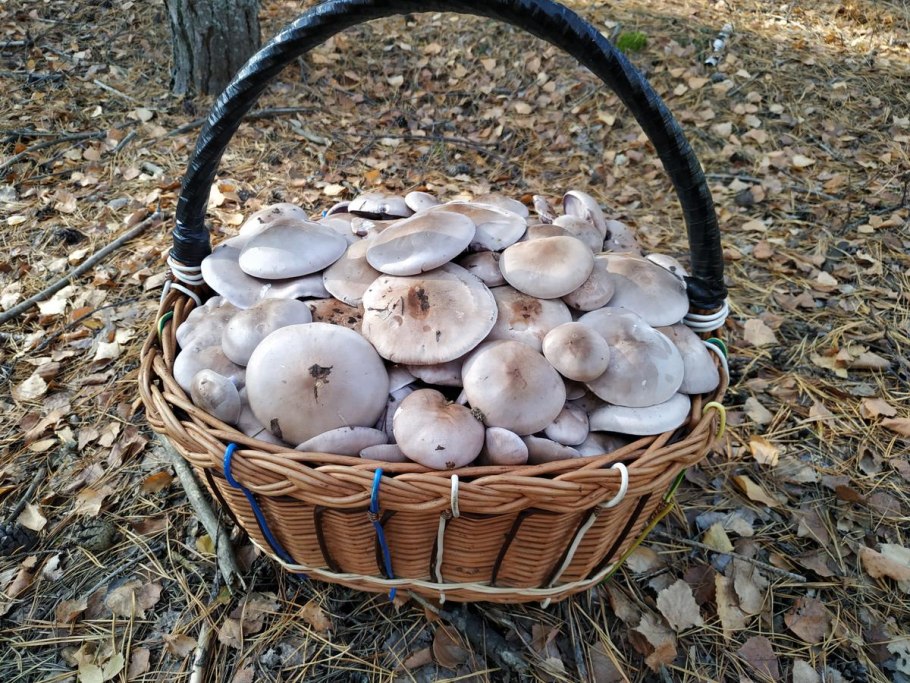 Грузди Лесные