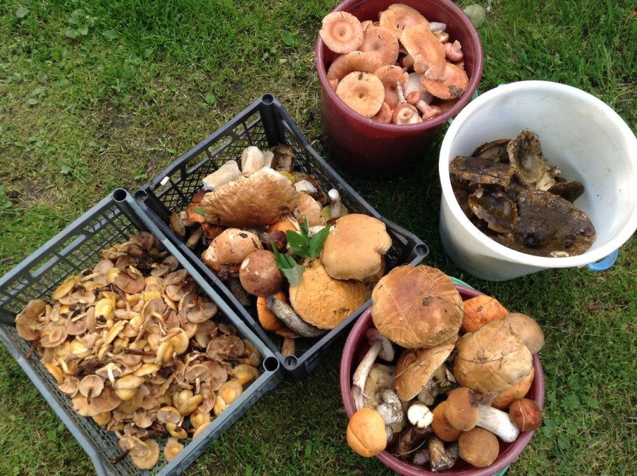 Боровик еловый и Сосновый