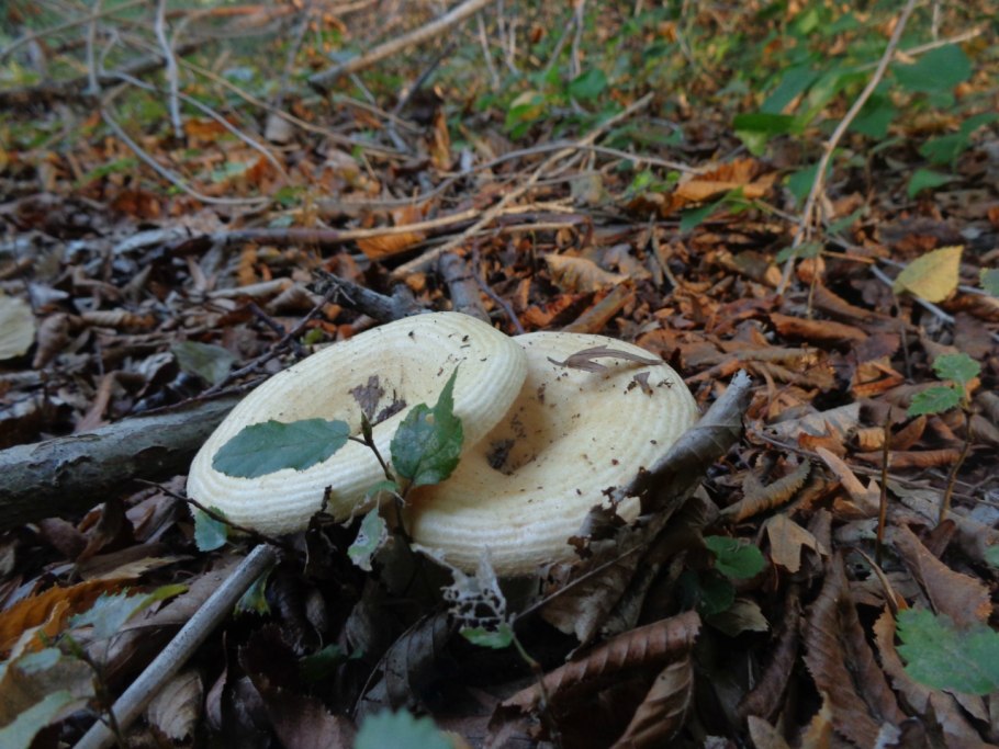 Северные грибы