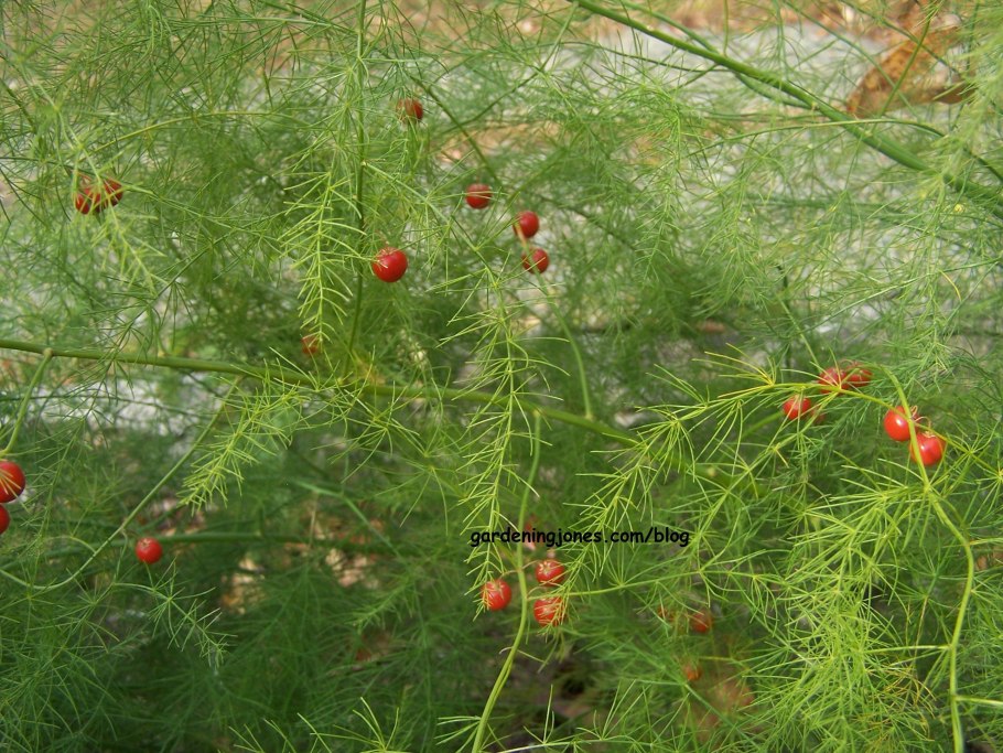 Аспарагус перистый ягоды