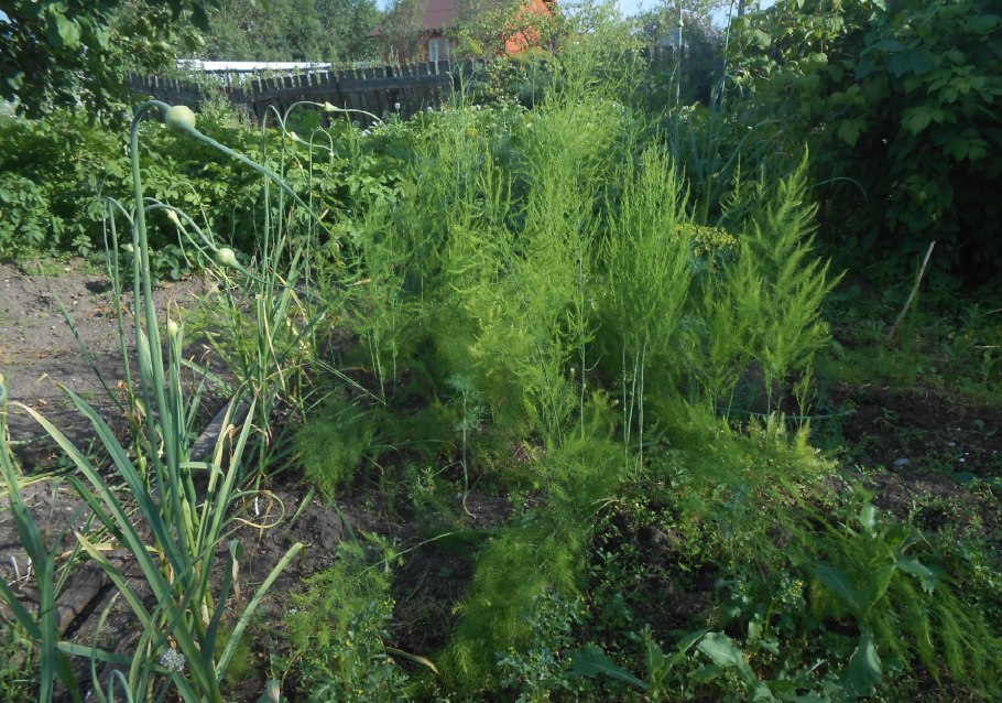 Спаржа прутьевидная