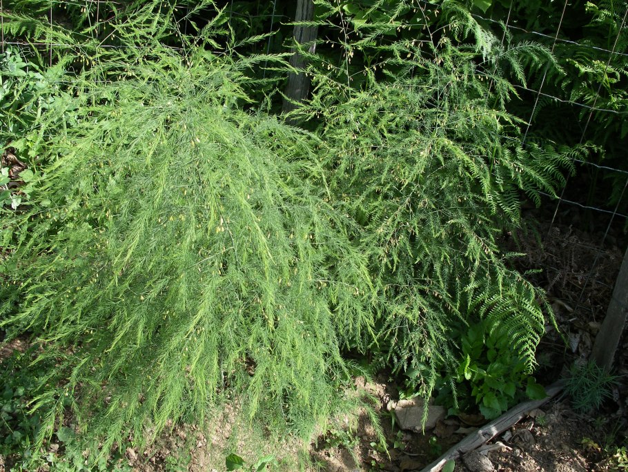 Спаржа шобериевидная