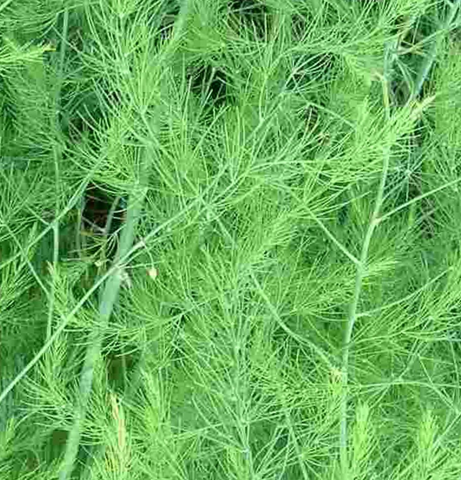 Аспарагус мутовчатый