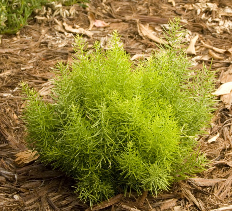 Аспарагус полевой