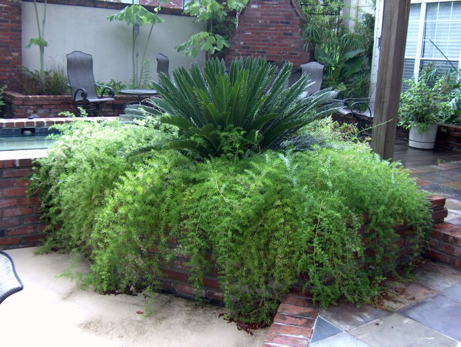 Аспарагус перистый в саду