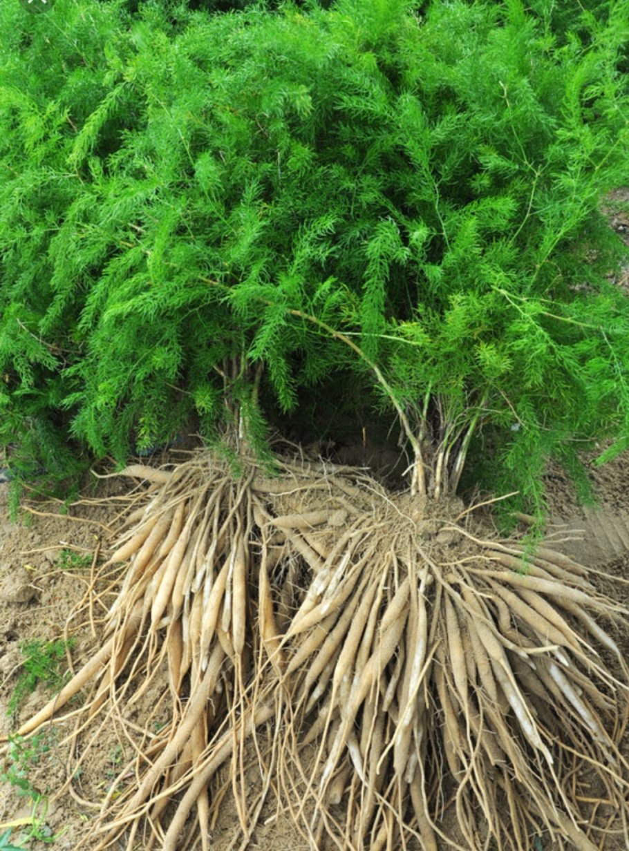 Спаржа кистевидная Шатавари