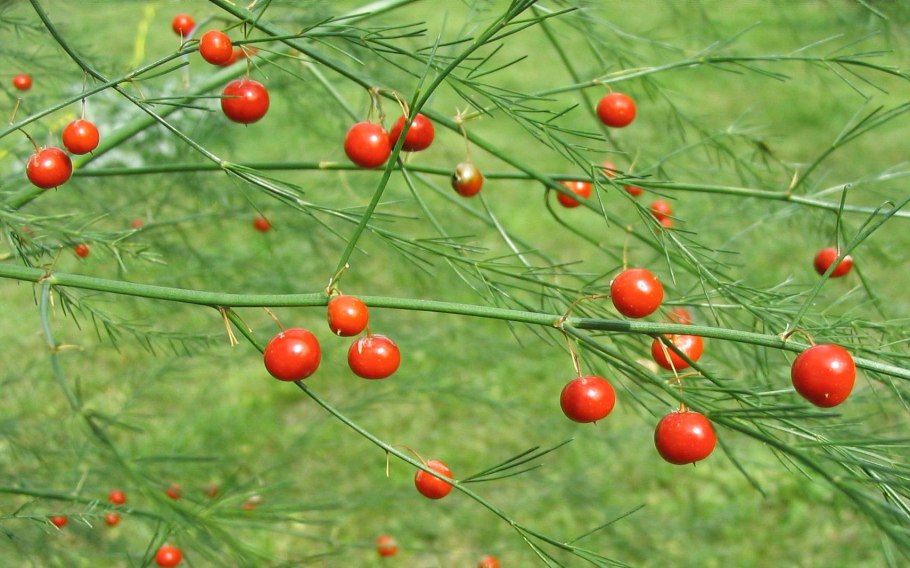 Аспарагус спаржа