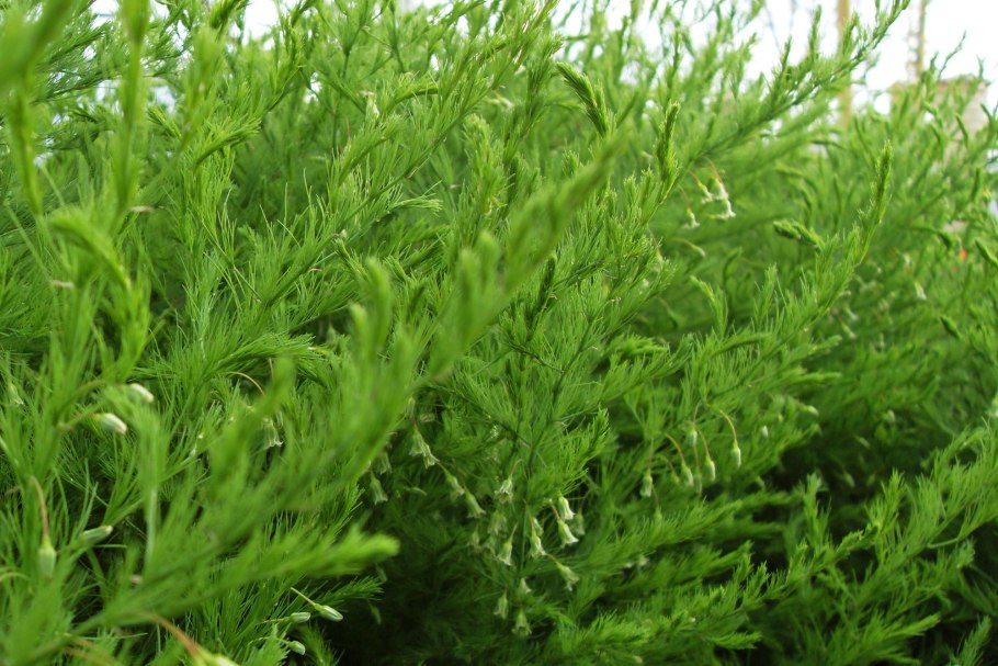 Аспарагус Заячий холодок