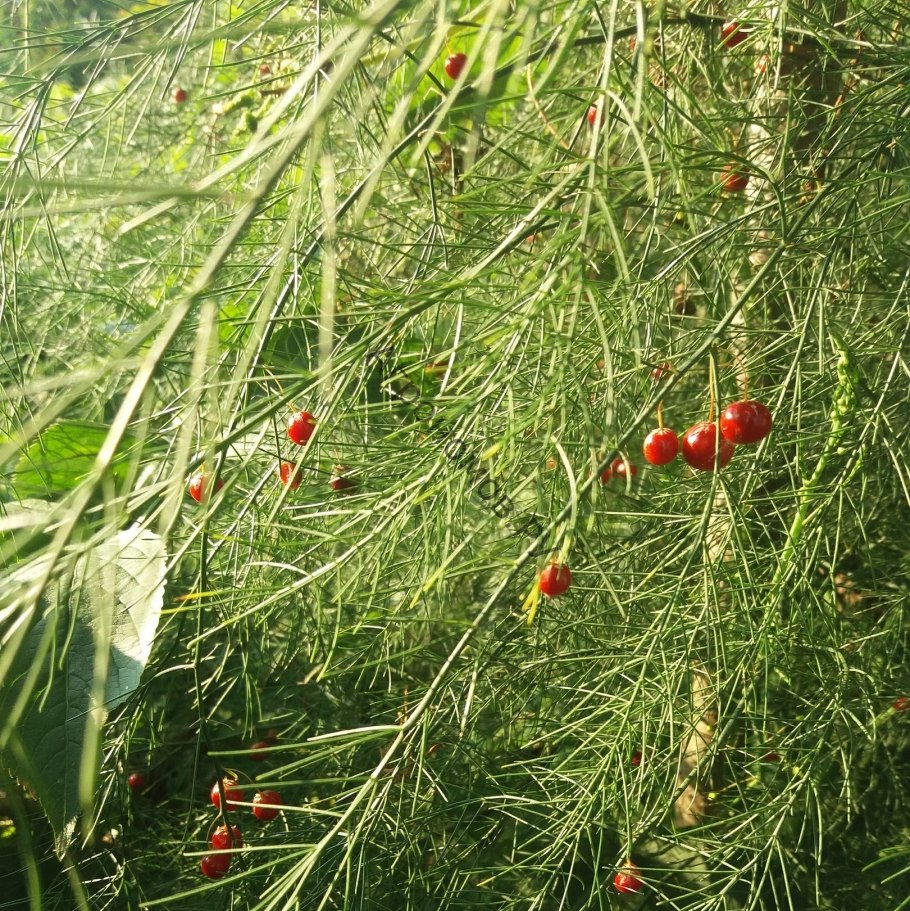 Аспарагус (спаржа) Бэклим
