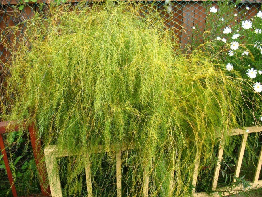 Зеленое пушистое растение спаржа фото