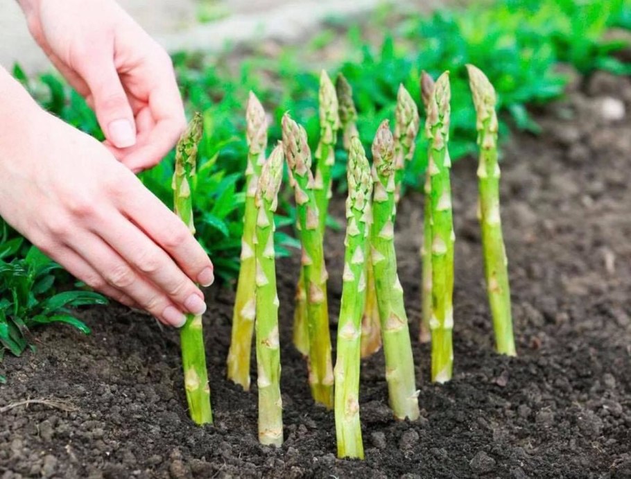 Спаржа Аржентельская