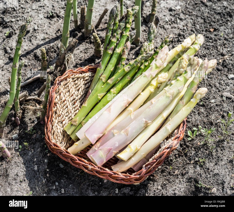 Малораспространенные овощные культуры спаржа