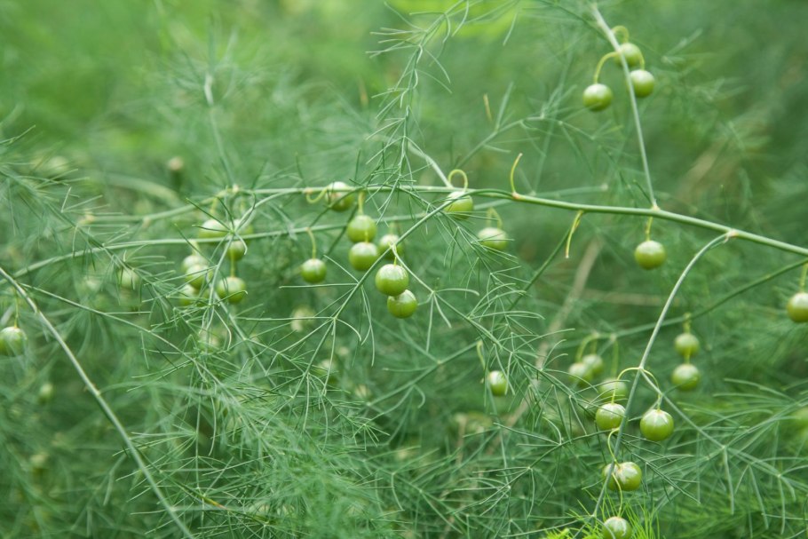 Аспарагус Даурский