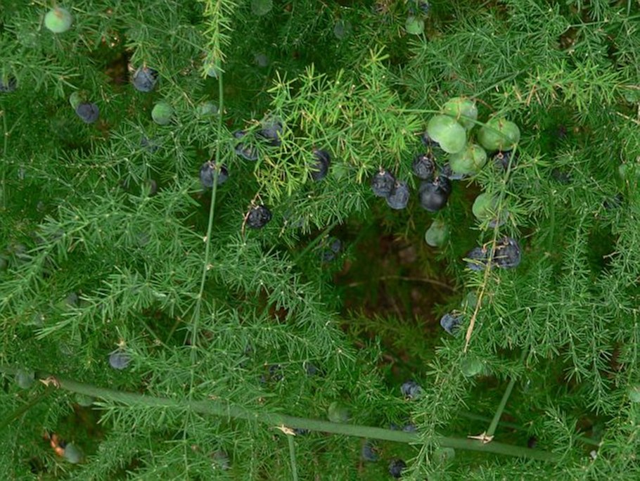 Аспарагус Бэклим