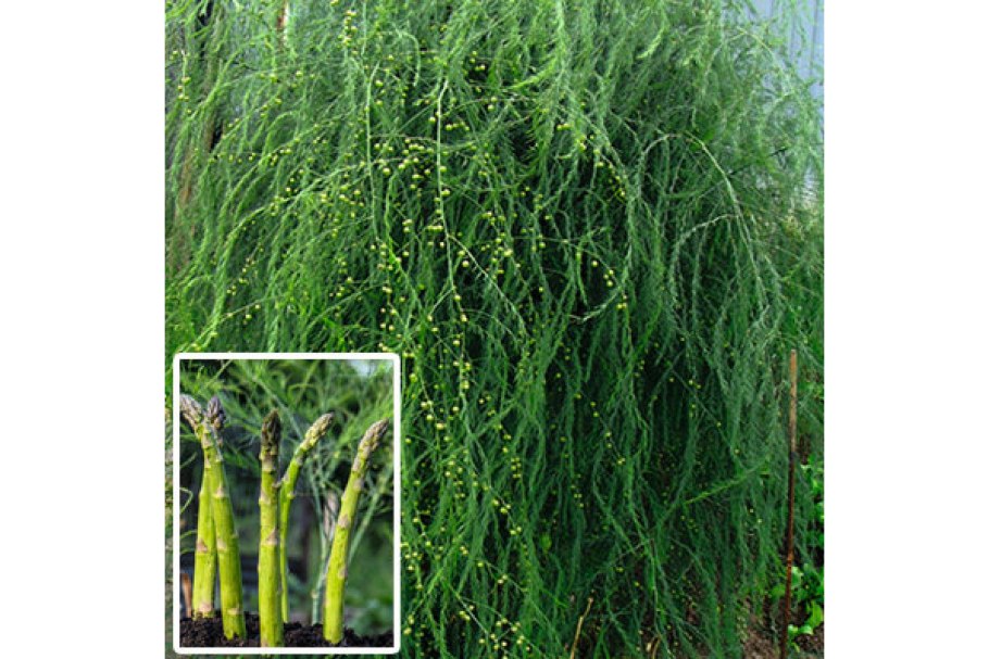 Аспарагус (спаржа) Бэклим (с2)