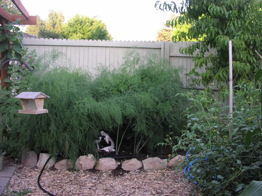 Аспарагус в саду