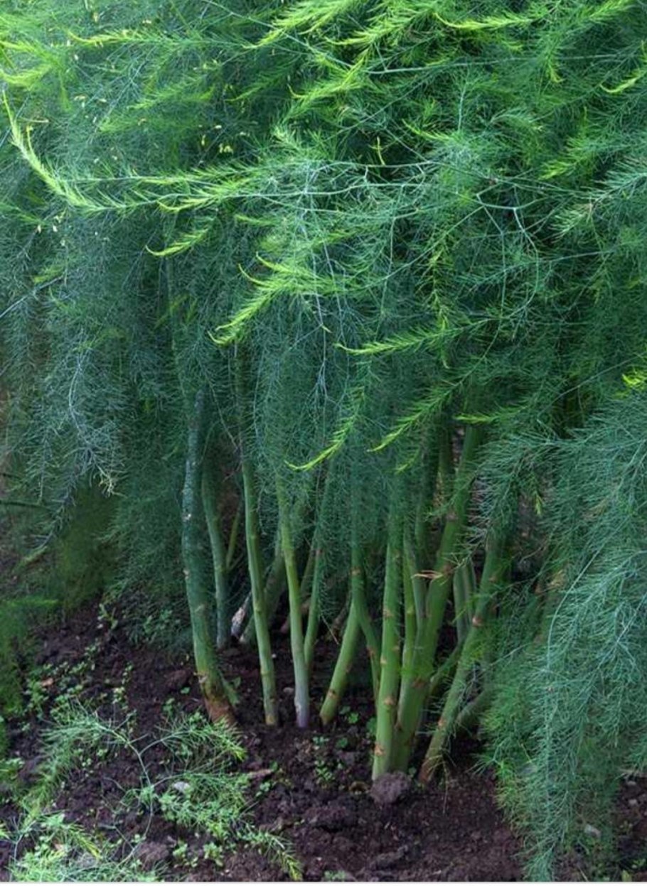 Аспарагус оффициналис