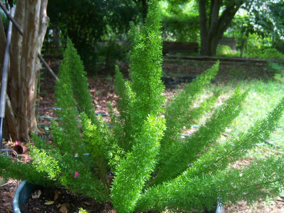 Спаржа тонколистная