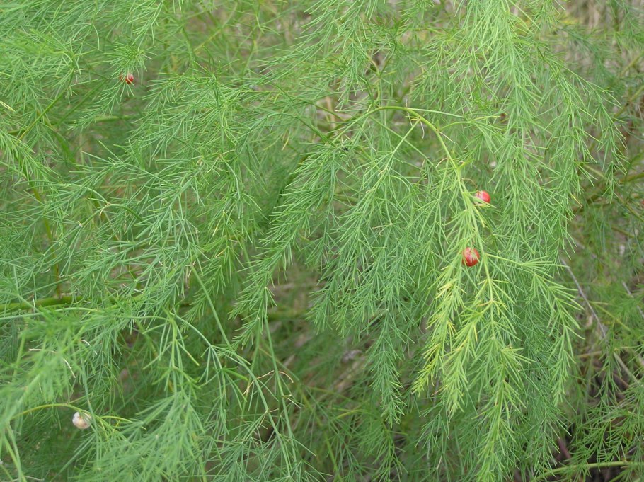 Аспарагус Маковани (Asparagus macowanii)