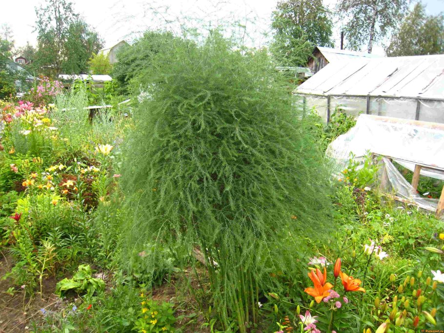 Туя аспарагус