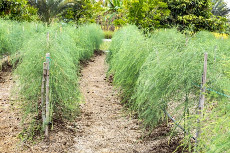 Розы на плантации спаржи