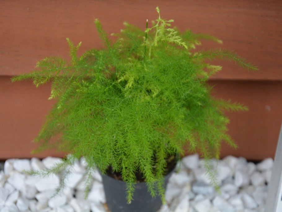 Спаржа декоративная