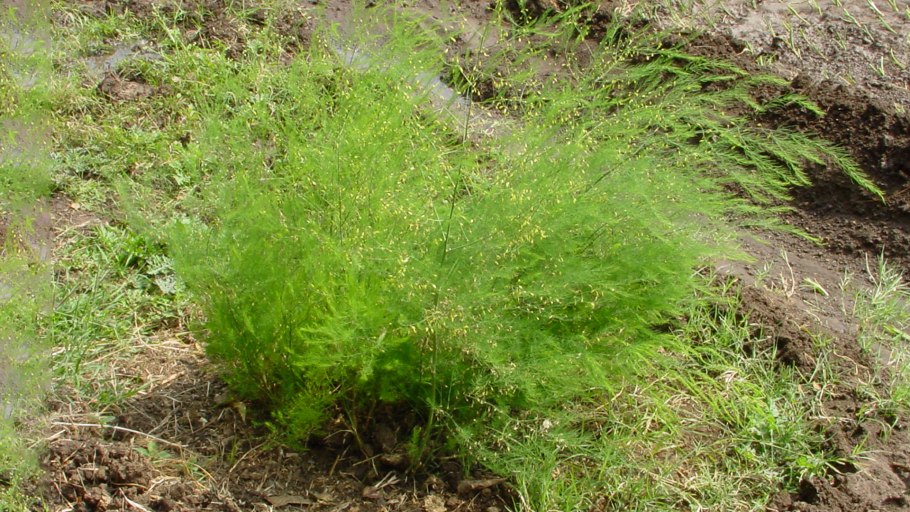 Спаржа кистевидная Шатавари