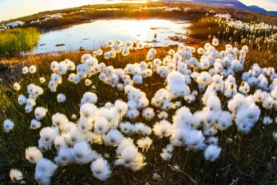 Альпийский одуванчик