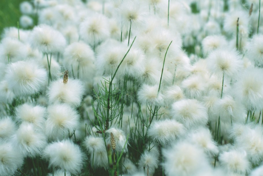 Пушица изящная