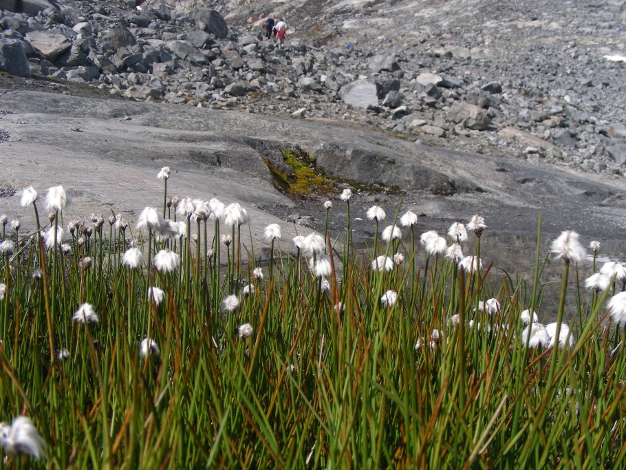 Цветы Чукотки в тундре