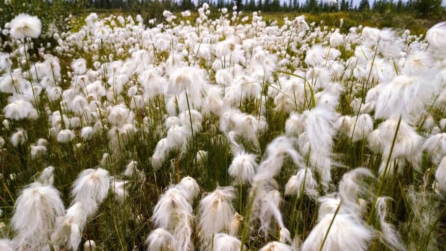 Териберка пушица