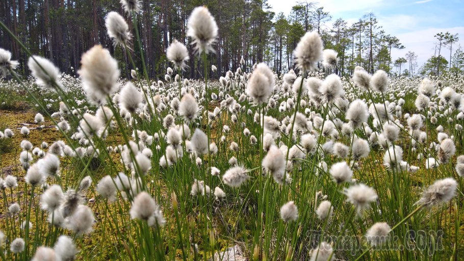 Пушица растение Болотное