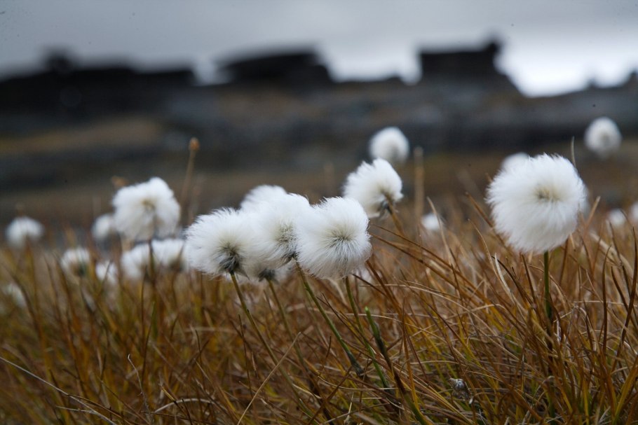 Пушица Чукотка