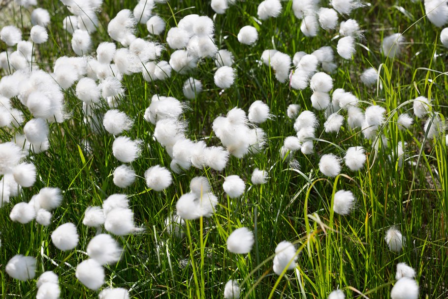 Eriophorum vaginatum l.