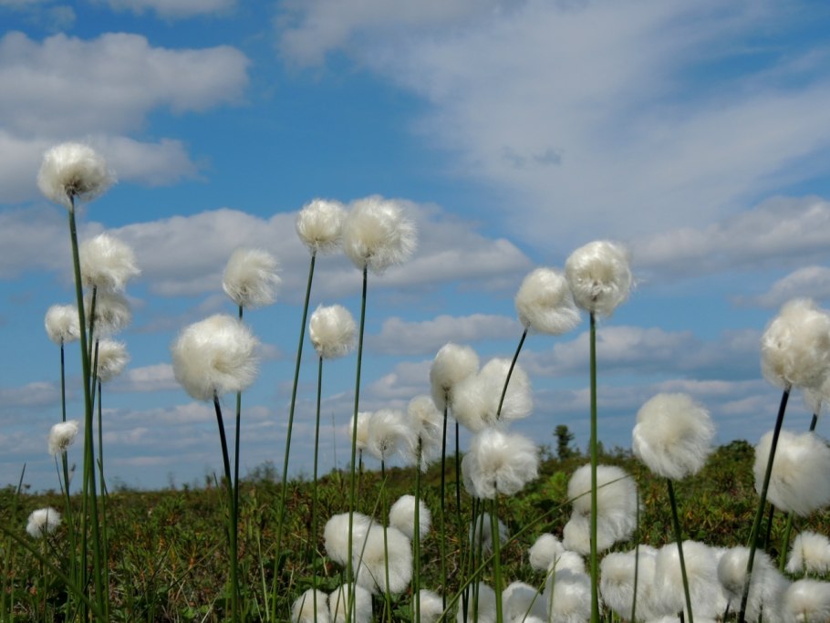 Ямальская пушица