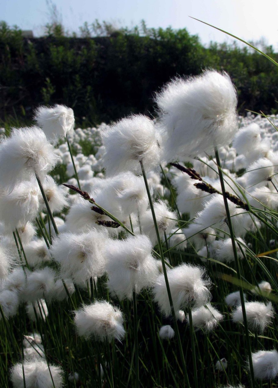 Пушица Болотная Осока