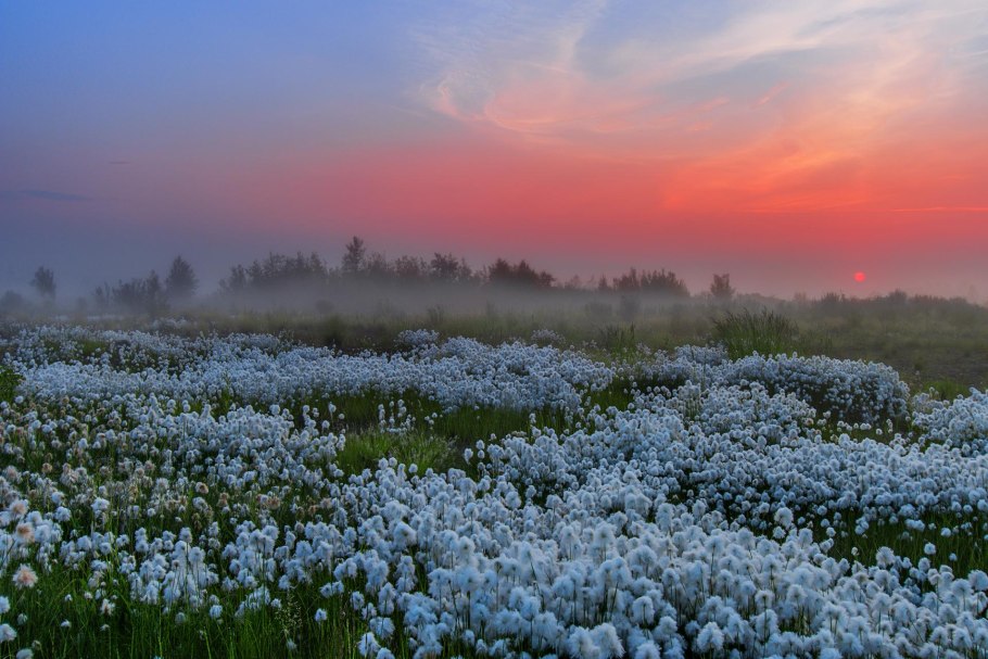 Пушица Болотная Осока