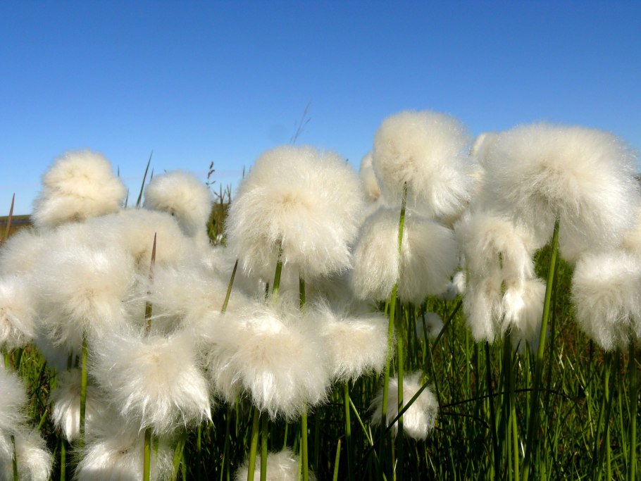 Пушица Шейхцера (Eriophorum scheuchzeri)