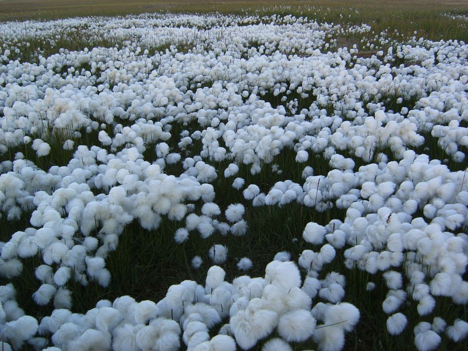 Пушица Шейхцера (Eriophorum scheuchzeri)