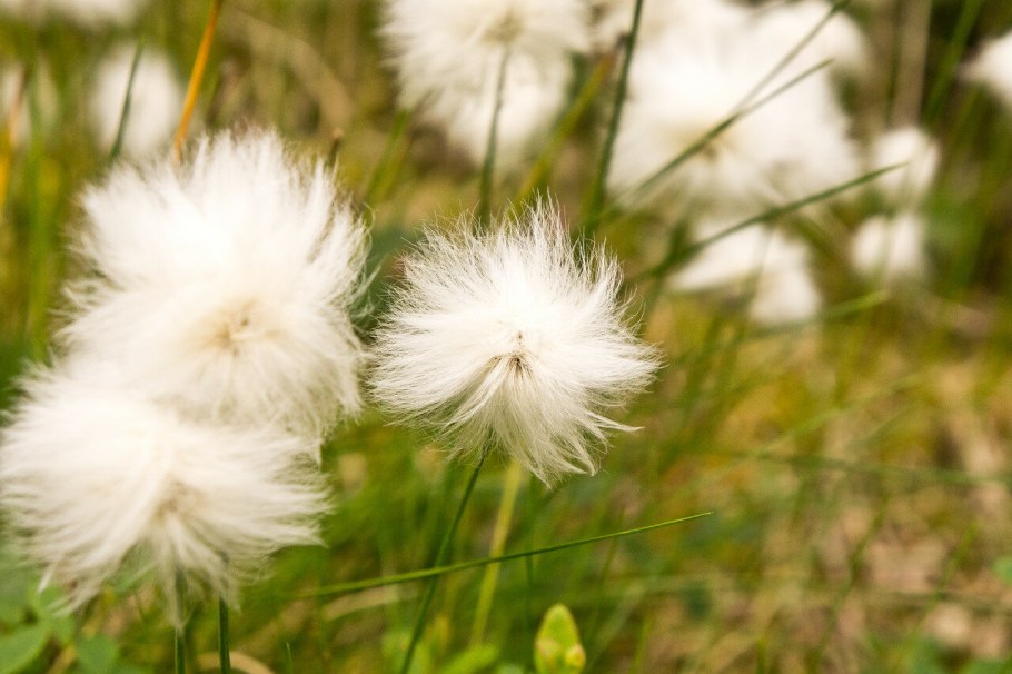 Пушица многоколосковая семена